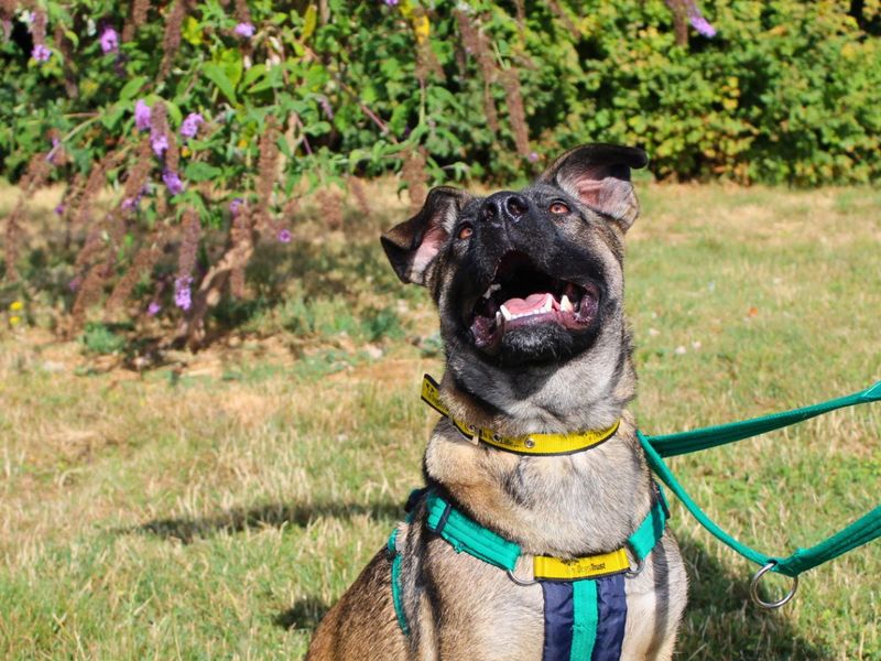 Nova | Belgian Shepherd Dog (Malinois) Cross | Salisbury (Wiltshire) - 2
