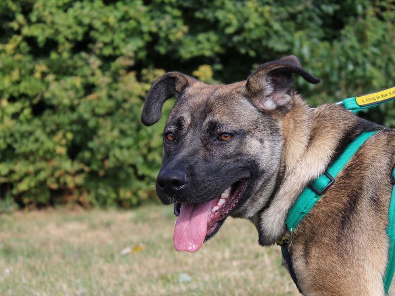 Nova | Belgian Shepherd Dog (Malinois) Cross | Salisbury (Wiltshire) - 14