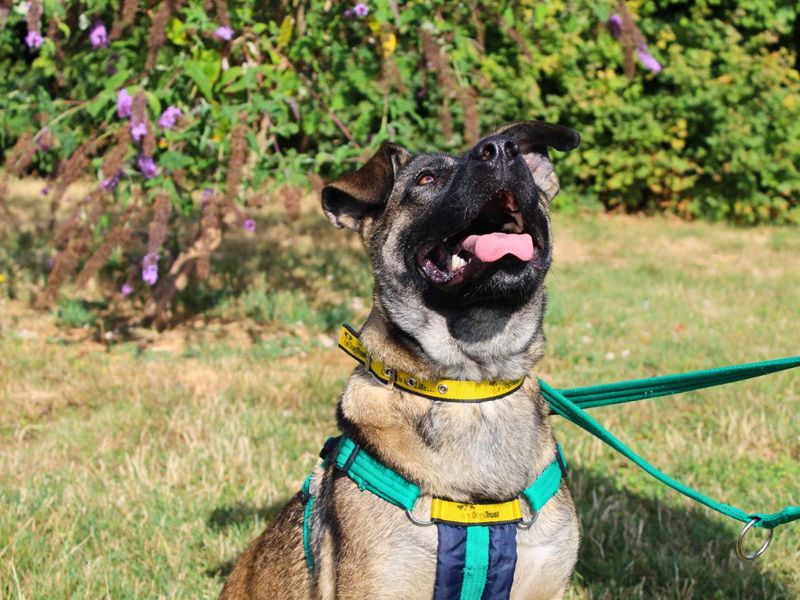 Nova | Belgian Shepherd Dog (Malinois) Cross | Salisbury (Wiltshire) - 8