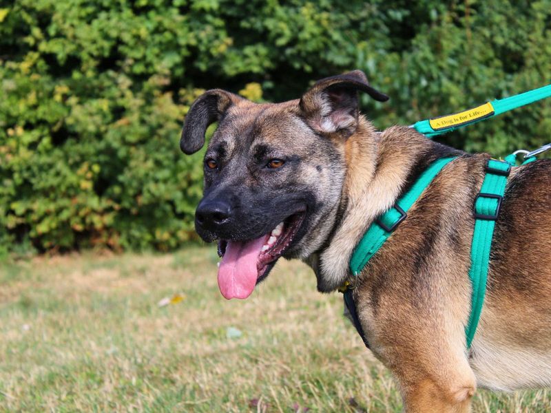 Nova | Belgian Shepherd Dog (Malinois) Cross | Salisbury (Wiltshire) - 6