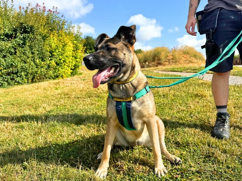 Nova | Belgian Shepherd Dog (Malinois) Cross | Salisbury (Wiltshire) - 3