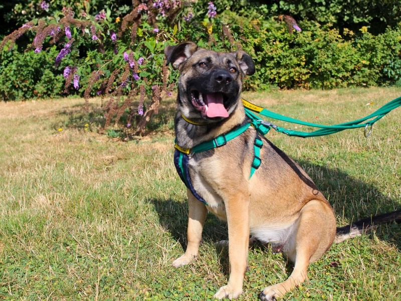 Nova | Belgian Shepherd Dog (Malinois) Cross | Salisbury (Wiltshire) - 15