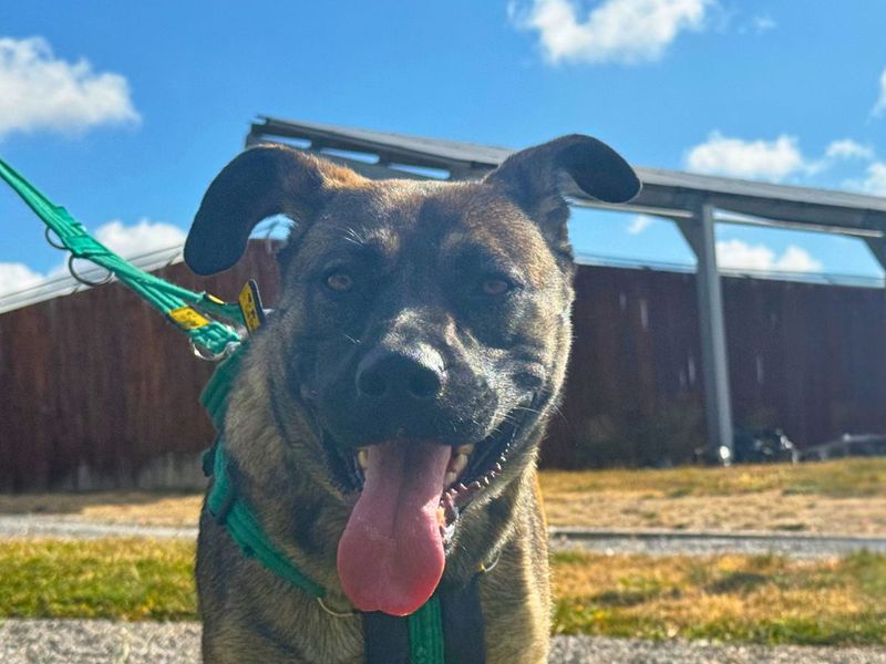 Nova | Belgian Shepherd Dog (Malinois) Cross | Salisbury (Wiltshire) - 16
