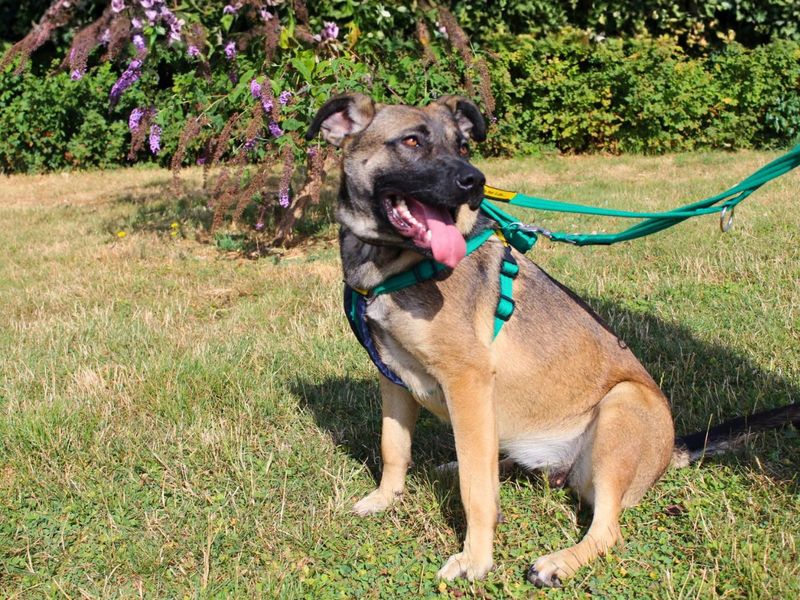 Nova | Belgian Shepherd Dog (Malinois) Cross | Salisbury (Wiltshire) - 4