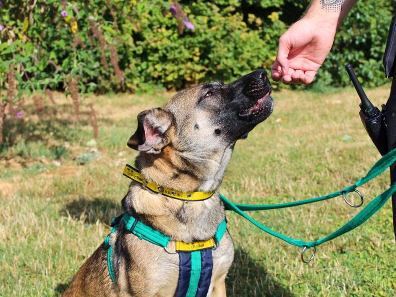 Nova | Belgian Shepherd Dog (Malinois) Cross | Salisbury (Wiltshire) - 5