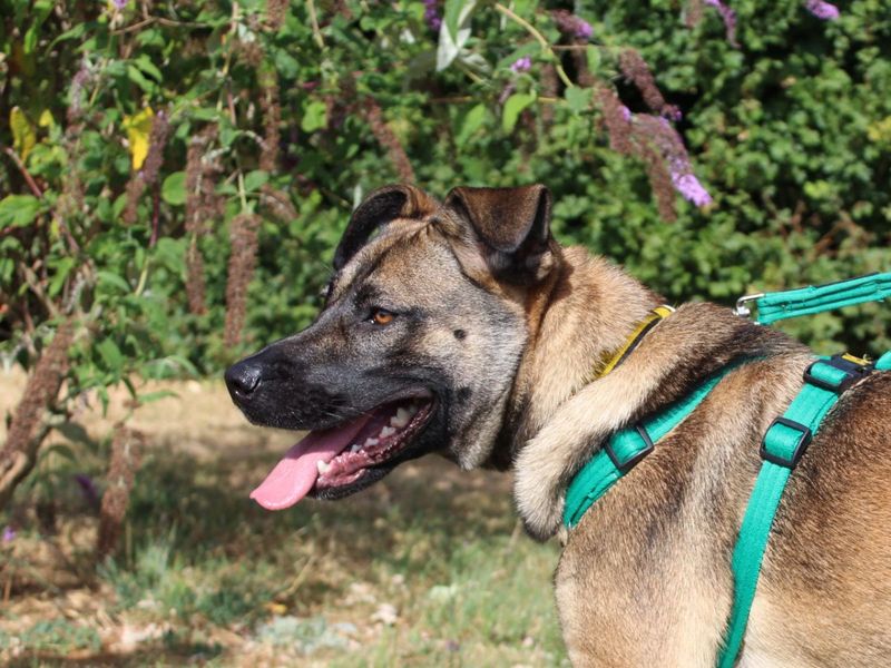Nova | Belgian Shepherd Dog (Malinois) Cross | Salisbury (Wiltshire) - 7
