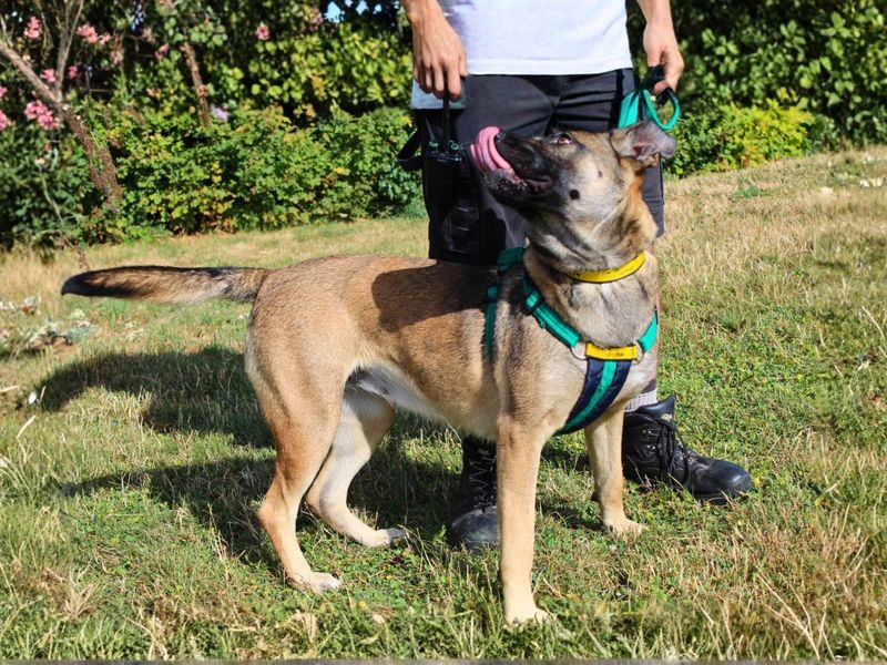 Nova | Belgian Shepherd Dog (Malinois) Cross | Salisbury (Wiltshire) - 17