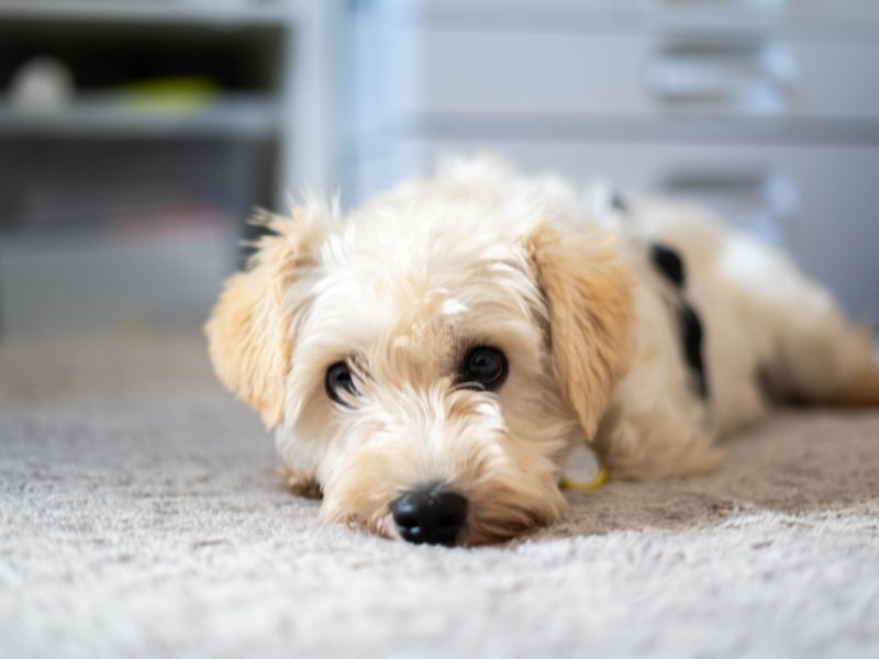 Snowy | Crossbreed | Newbury (Berkshire) - 1