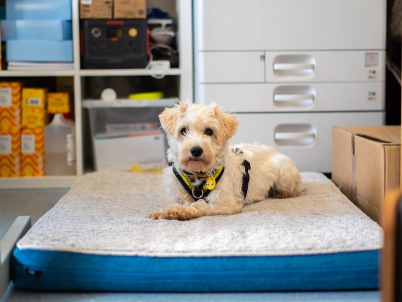 Snowy | Crossbreed | Newbury (Berkshire) - 4