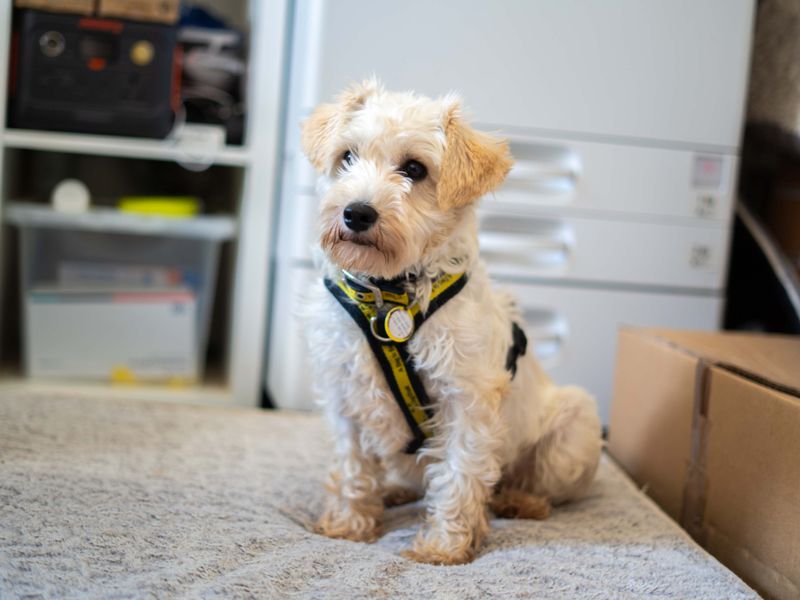 Snowy | Crossbreed | Newbury (Berkshire) - 6