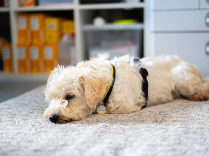 Snowy | Crossbreed | Newbury (Berkshire) - 2