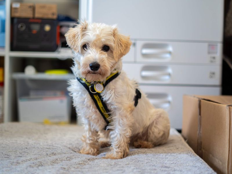 Snowy | Crossbreed | Newbury (Berkshire) - 3
