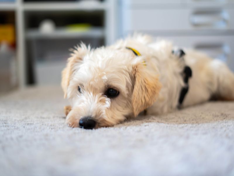 Snowy | Crossbreed | Newbury (Berkshire) - 5
