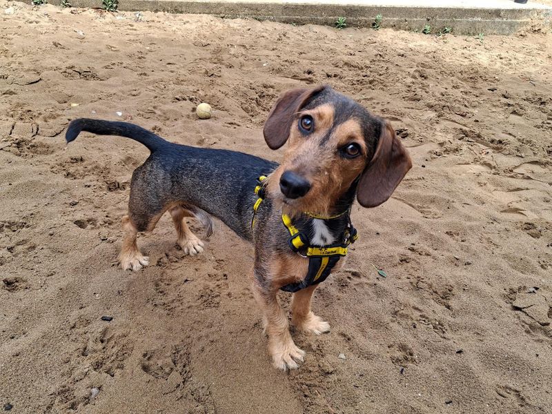 Teddy | Dachshund (Wire Haired) Cross | Ilfracombe - 2