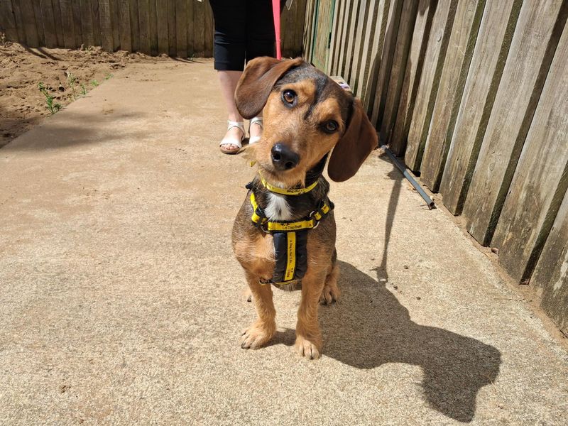Teddy | Dachshund (Wire Haired) Cross | Ilfracombe - 3