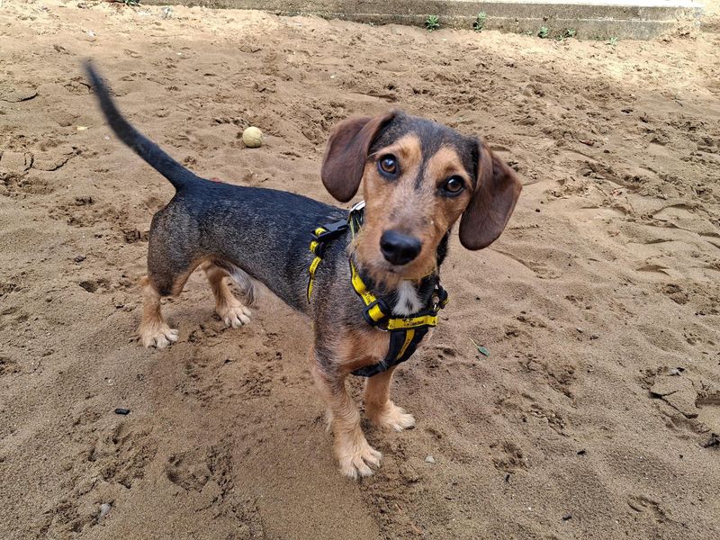 Teddy | Dachshund (Wire Haired) Cross | Ilfracombe - 1