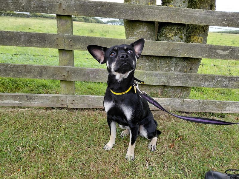 Rolo | Pomeranian Cross | Cumbria - 3