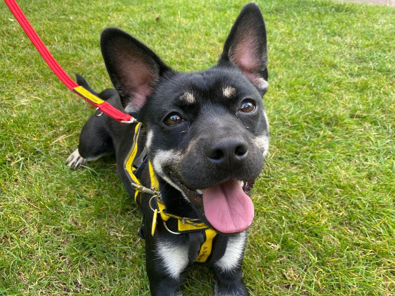 Rolo | Pomeranian Cross | Cumbria - 4