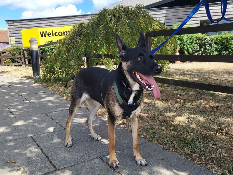German Shepherd Dogs And Puppies For Adoption
