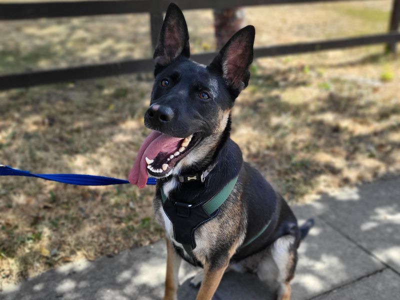 Luna | German Shepherd Dog | Harefield West London - 2