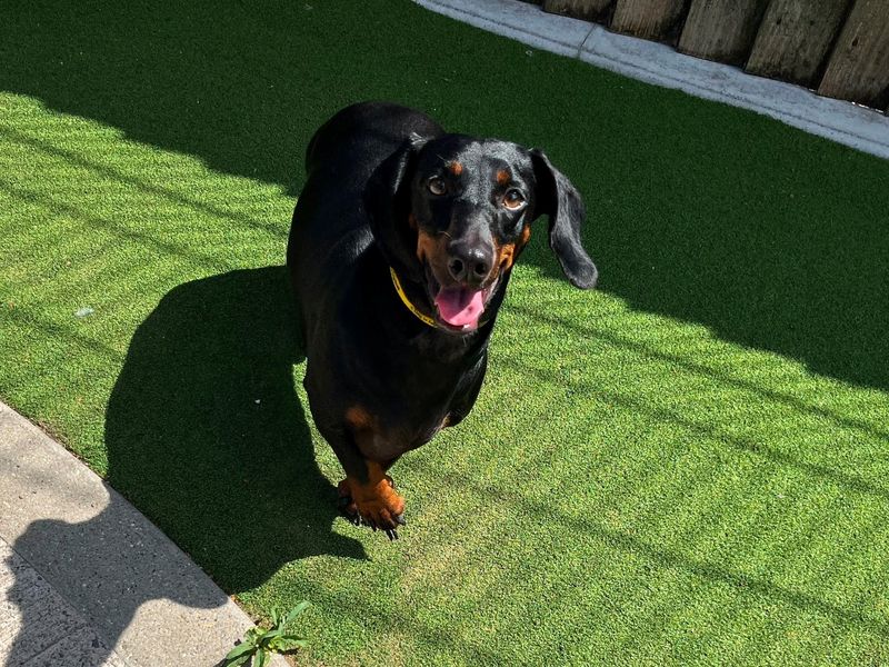 Buzz | Dachshund (Smooth Haired) | Cardiff - 2