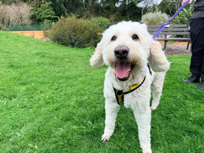 Lulu | Retriever (Golden) Cross | Merseyside (Liverpool) - 3