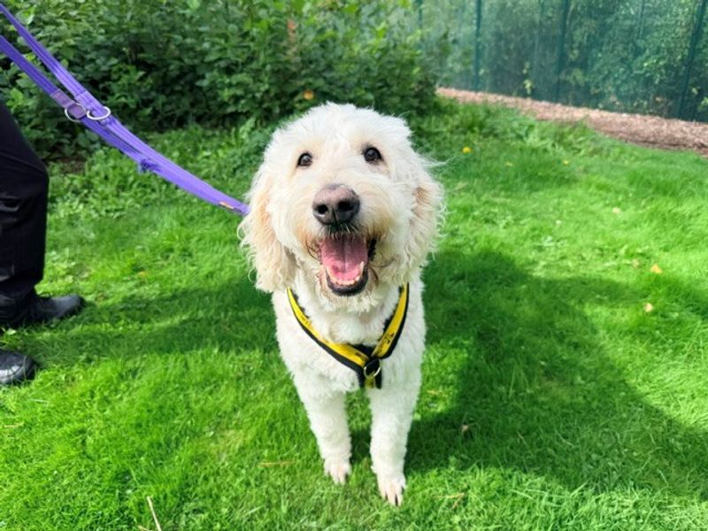Lulu | Retriever (Golden) Cross | Merseyside (Liverpool) - 1