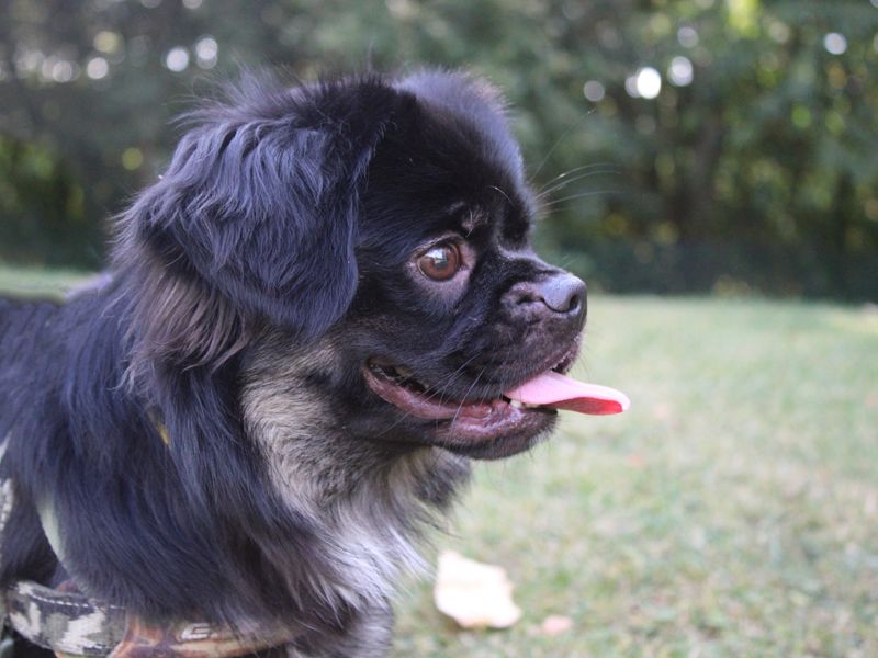 Socks | French Bulldog Cross | Merseyside (Liverpool) - 2