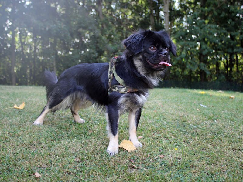 Socks | French Bulldog Cross | Merseyside (Liverpool) - 3