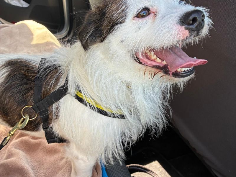 Rocco | Terrier (Jack Russell) Cross | Bridgend (Wales) - 3