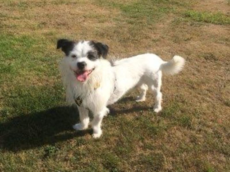 Rocco | Terrier (Jack Russell) Cross | Bridgend (Wales) - 2