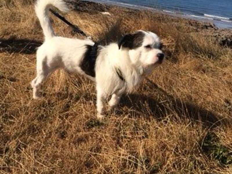 Rocco | Terrier (Jack Russell) Cross | Bridgend (Wales) - 1
