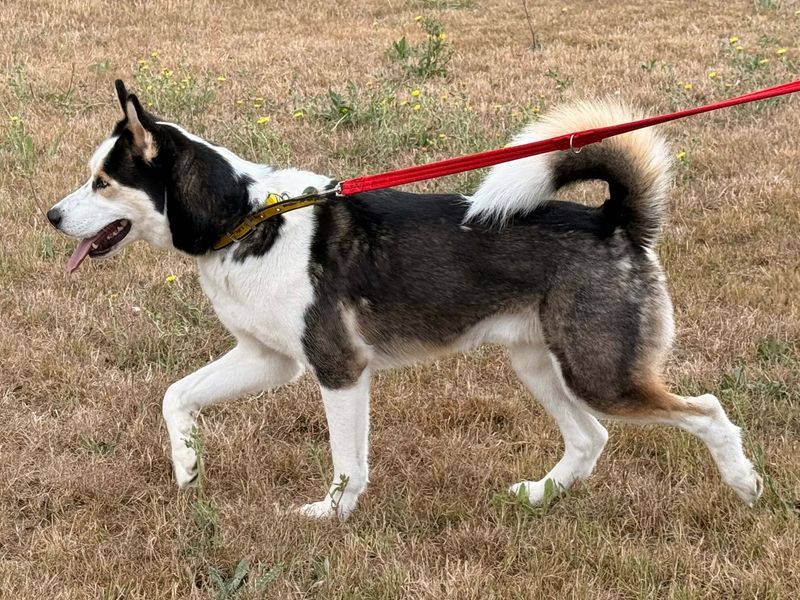 Hunter | Siberian Husky | Basildon (Essex) - 5