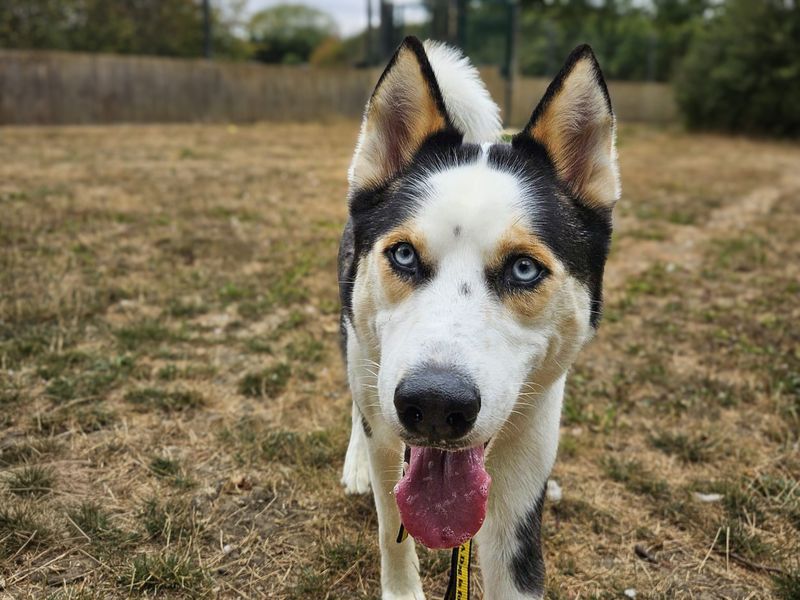 Hunter | Siberian Husky | Basildon (Essex) - 2