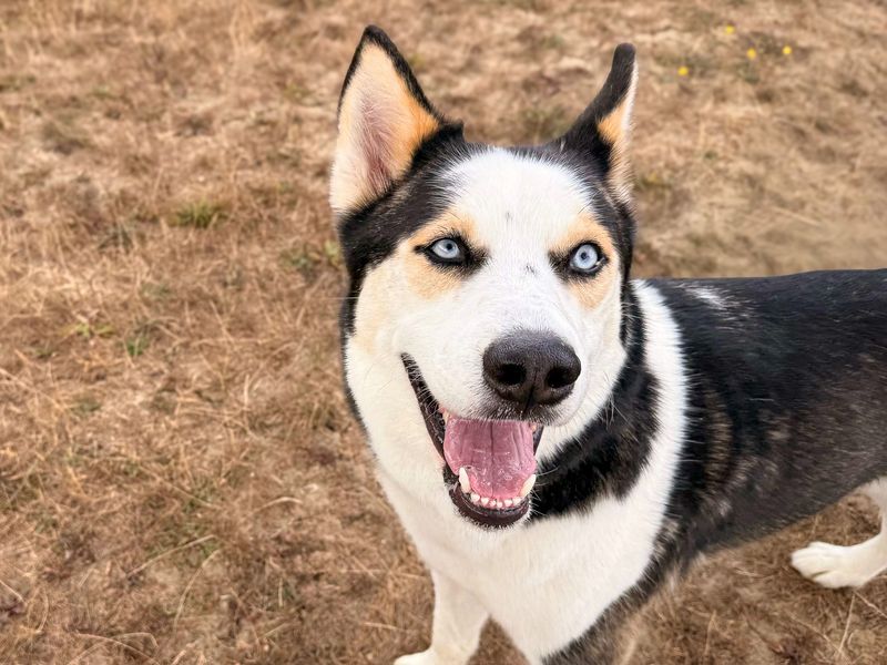 Hunter | Siberian Husky | Basildon (Essex) - 4