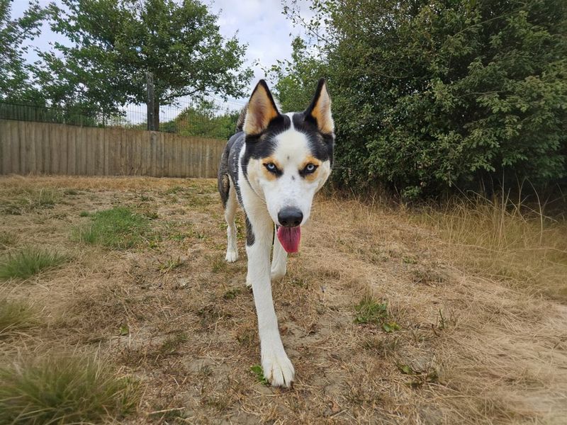 Hunter | Siberian Husky | Basildon (Essex) - 3