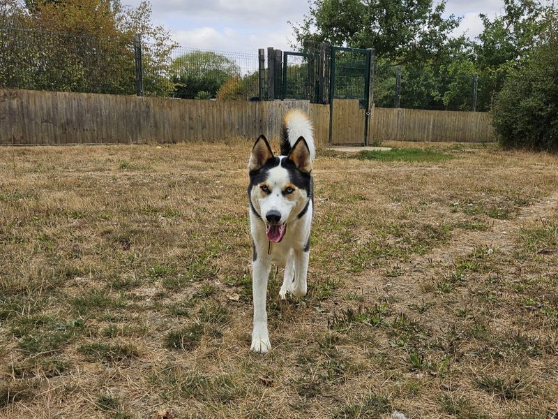 Hunter | Siberian Husky | Basildon (Essex) - 1