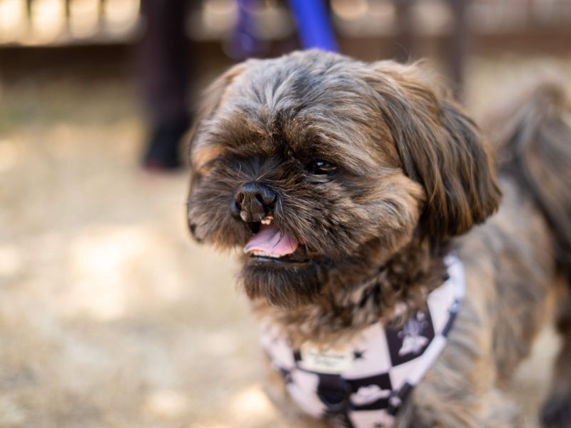 Teddy | Shih Tzu | Newbury (Berkshire) - 5