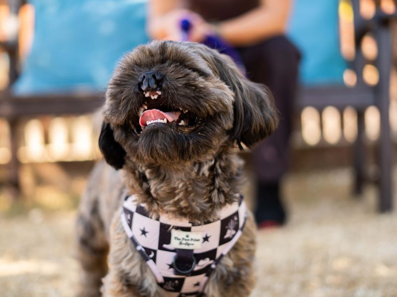 Teddy | Shih Tzu | Newbury (Berkshire) - 3
