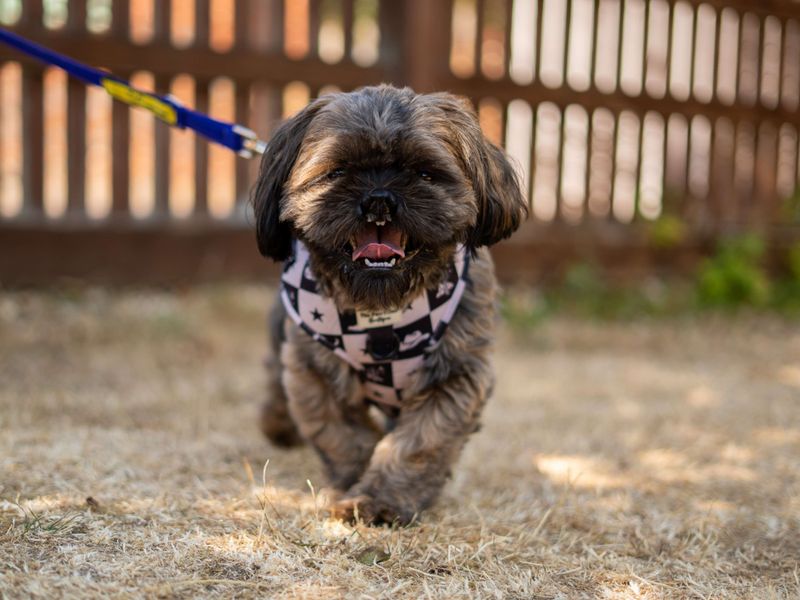 Teddy | Shih Tzu | Newbury (Berkshire) - 6