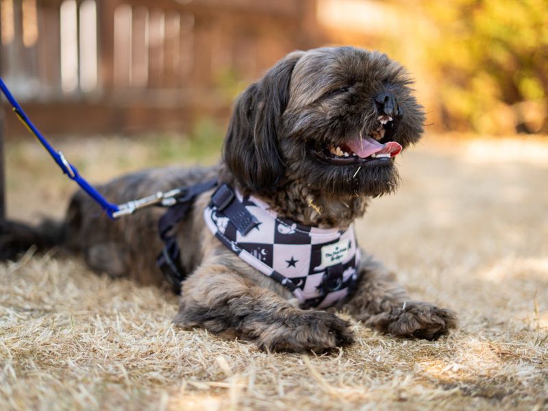 Teddy | Shih Tzu | Newbury (Berkshire) - 7