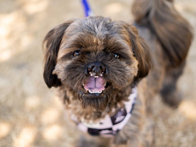 Shih Tzu Dogs And Puppies For Adoption