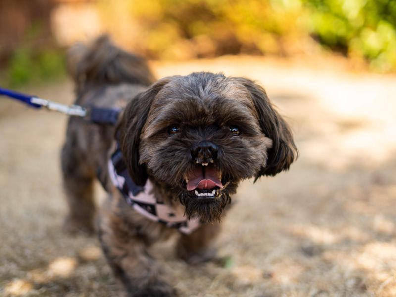 Teddy | Shih Tzu | Newbury (Berkshire) - 8