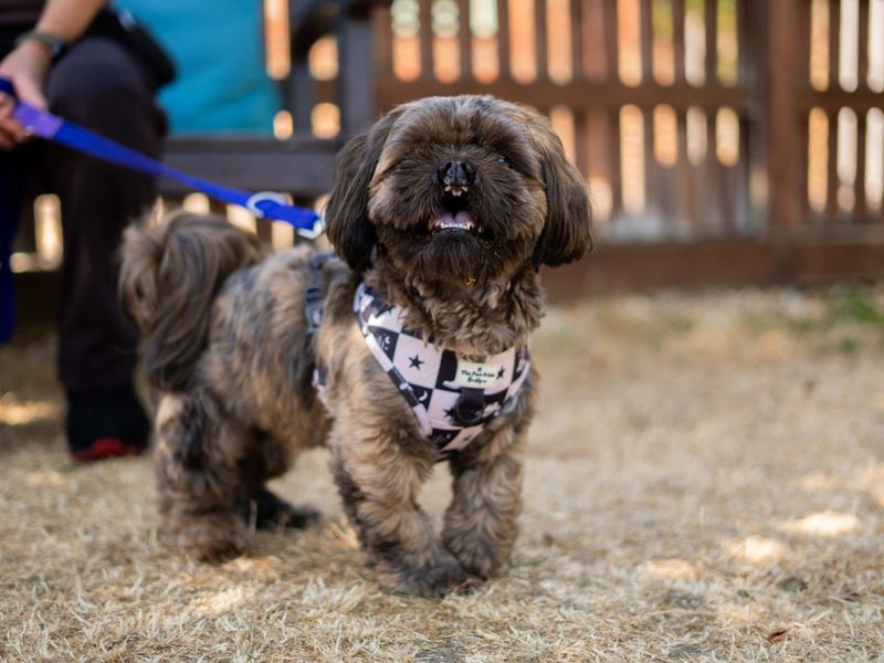 Teddy | Shih Tzu | Newbury (Berkshire) - 4