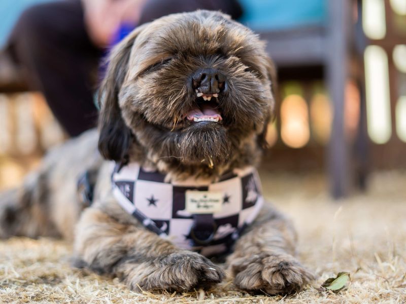 Teddy | Shih Tzu | Newbury (Berkshire) - 2