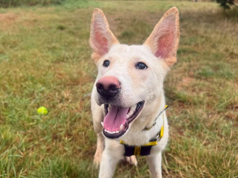 Siberian Husky Dogs And Puppies For Adoption