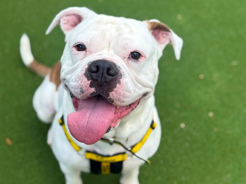 Betty | American Bulldog Cross | Shrewsbury (Shropshire) - 3