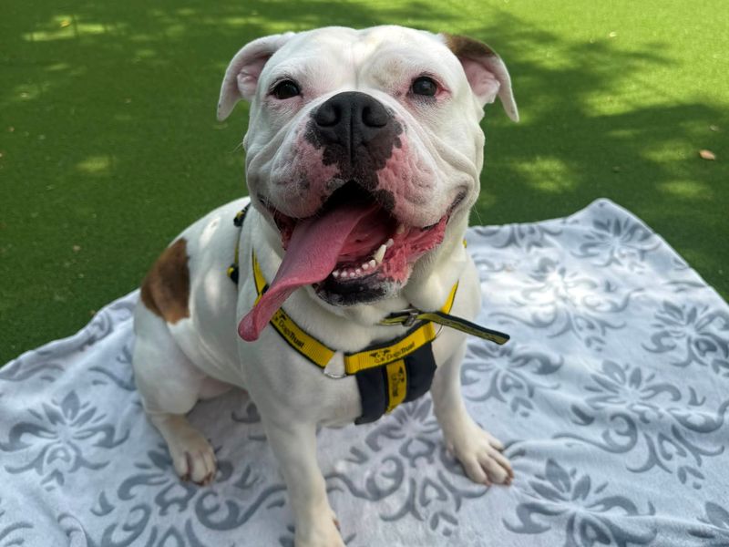 Betty | American Bulldog Cross | Shrewsbury (Shropshire) - 1