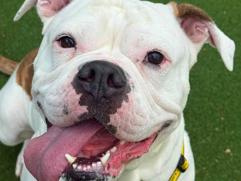 Betty | American Bulldog Cross | Shrewsbury (Shropshire) - 2