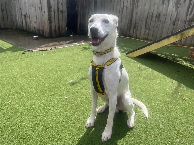 Clive | Collie (Border) Cross | Cardiff - 9